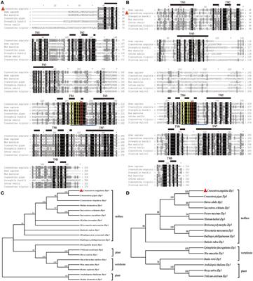 The role of Zip1 and Zip3 in cadmium accumulation in Fujian oyster (Crassostrea angulata)